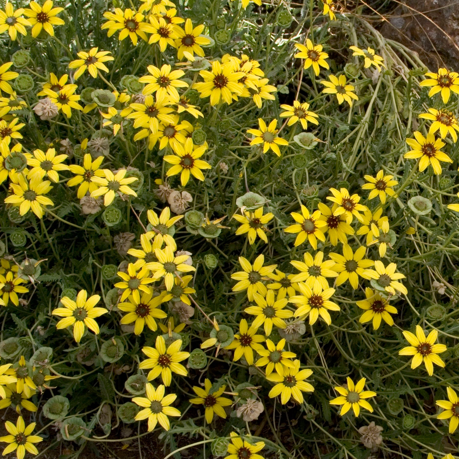 Chocolate Daisy, Berlandiera lyrata– Aroma Health Texas