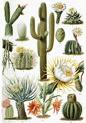 Cacti