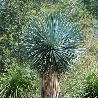 Yucca, Big Bend – Plant Cowboy