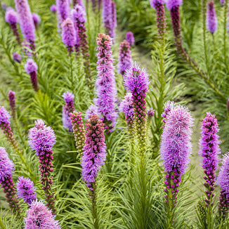 Dense Blazing Star