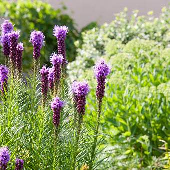 Dense Blazing Star