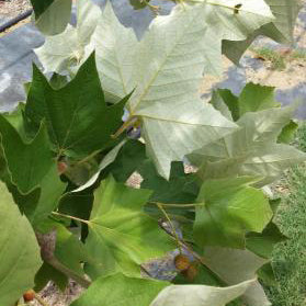 Mexican Sycamore – Plant Cowboy