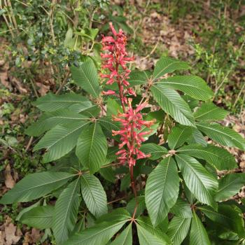 Red Buckeye