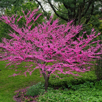 Redbud, Texas – Plant Cowboy