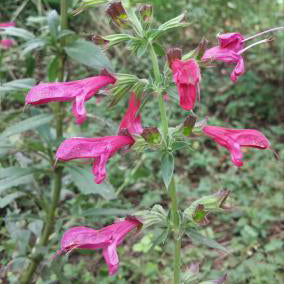 Salvia, Big Red