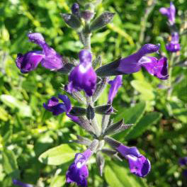 Salvia, Nuevo Leon