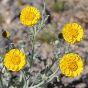 Showy Desert Marigold