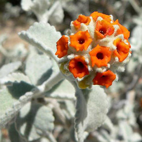 Woolly Butterfly Bush